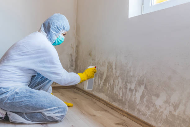 Licensed Mold Remediation service in Michigan, MI - WQB Mold Removal